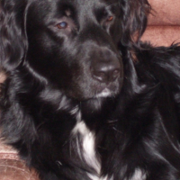 Photo #219857 de Shepa