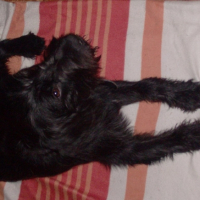Photo #219861 de Diamond