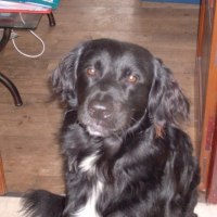 Photo #219869 de Shepa