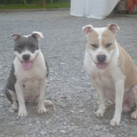Photo #219943 de Dodjo