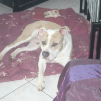 Photo #219944 de Dodjo