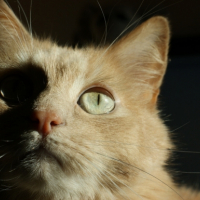 Photo #219973 de Woody