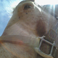 un beau soleil un beau cheval donc une belle photo
