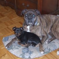 Photo #220059 de Ti-gars