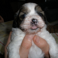 Photo #220062 de Flapy