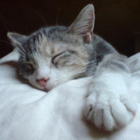 Photo #220078 de Spaguetti