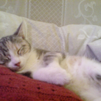Photo #220079 de Spaguetti