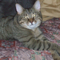 Photo #220080 de Racoon