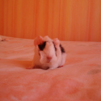 Photo #220084 de Nachos