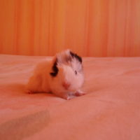 Photo #220085 de Pimousse