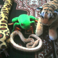 Photo #220106 de Charda