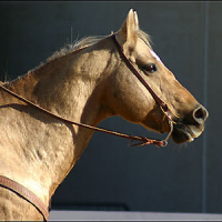 Photo #220151 de Jumper