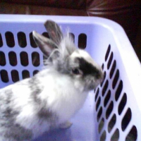 Photo #220201 de Milo