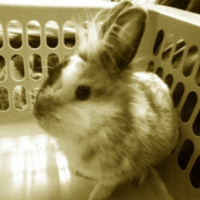 Photo #220202 de Milo