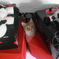 Photo #220266 de Dean