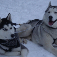 Photo #220273 de Endrix (husky sibérien)