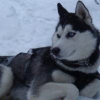 Photo #220275 de Endrix (husky sibérien)