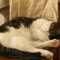 Photo #220285 de Yumba 