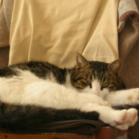 Photo #220287 de Yumba 