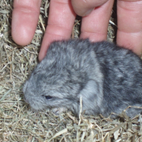 Photo #220293 de Chnikov
