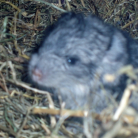 Photo #220294 de Chnikov