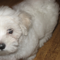 Junior :)