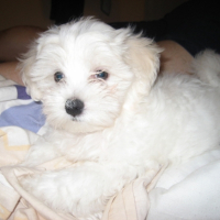Photo #220306 de Junior