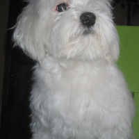 Photo #220307 de Junior