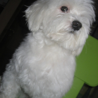 Photo #220309 de Junior