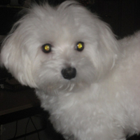 Photo #220311 de Junior
