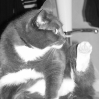 Photo #220315 de Kiwi
