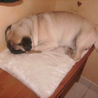 Photo #220326 de Oscar