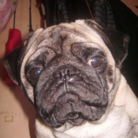 Photo #220327 de Oscar