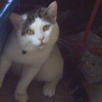 Photo #220410 de Loulou