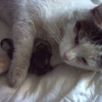 Photo #220413 de Loulou