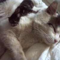 Photo #220414 de Loulou