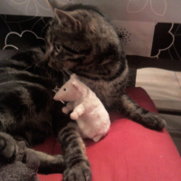 Photo #220476 de Diesel