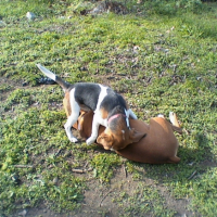 Photo #220567 de Brownie