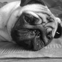 Photo #220574 de Puggy