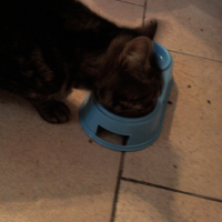 Photo #220584 de Diesel