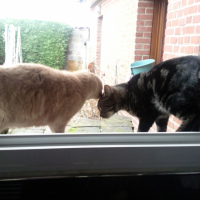 Photo #220616 de Noisette