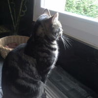 Photo #220620 de Diesel