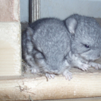 Photo #220634 de Kala
