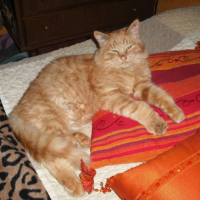 Photo #220636 de Nekojita dit neko