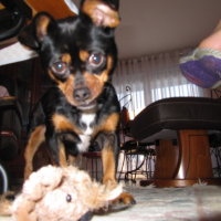 Photo #220641 de Vanille