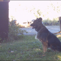 Photo #220651 de Dexie