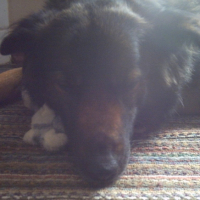 Photo #220652 de Dexie