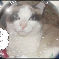 Photo #220666 de Bamboo