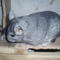 Photo #220672 de Kala
