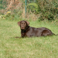 Photo #220722 de Elfy